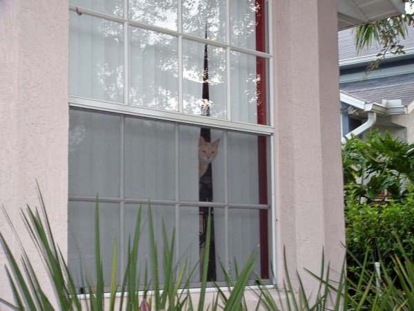 Phibo anticipating my return home
